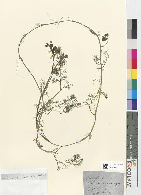 Ranunculus confusus (Ranunculaceae)