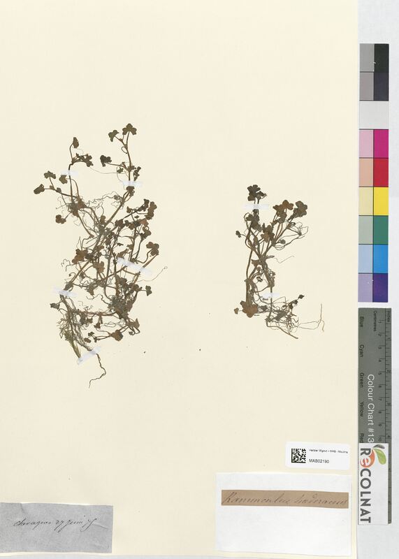 Ranunculus hederaceus (Ranunculaceae)