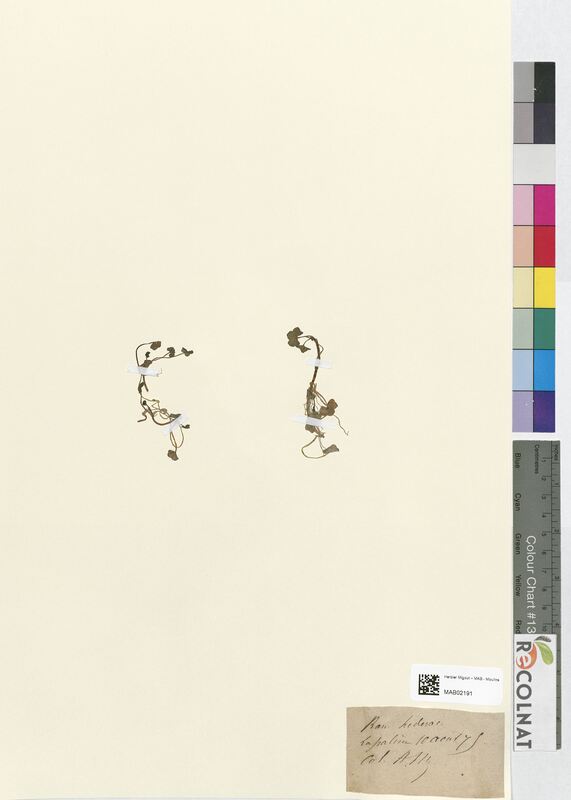 Ranunculus hederaceus (Ranunculaceae)