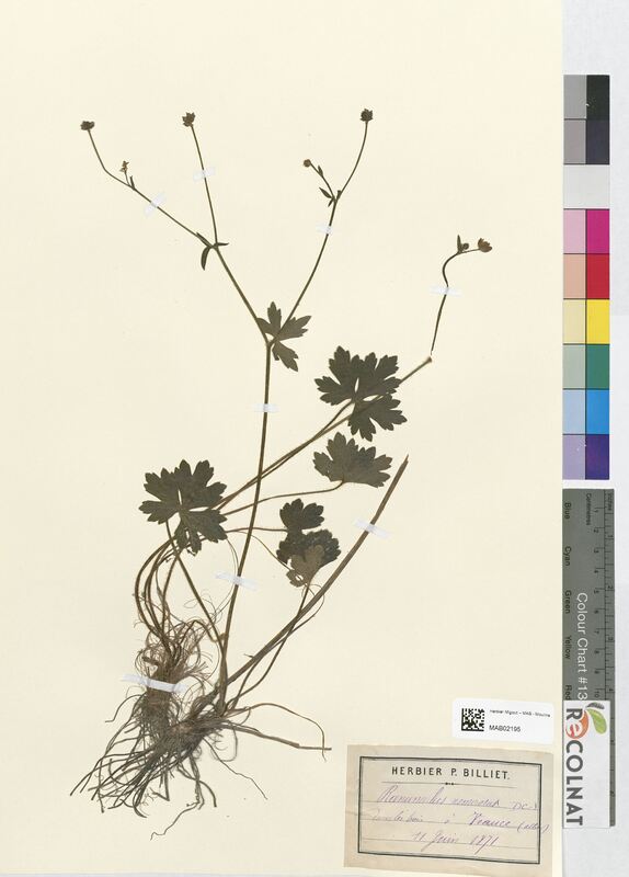 Ranunculus nemorosus (Ranunculaceae)