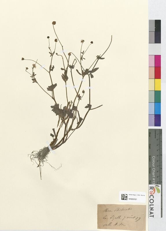 Ranunculus philonotis (Ranunculaceae)