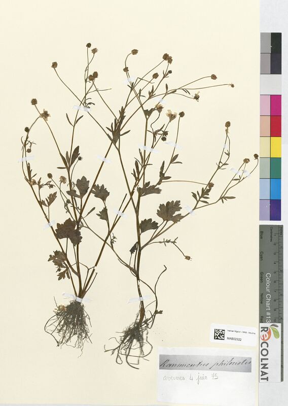 Ranunculus philonotis (Ranunculaceae)