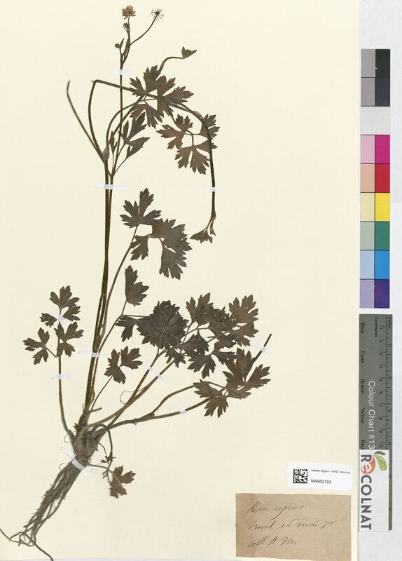 Ranunculus repens (Ranunculaceae)