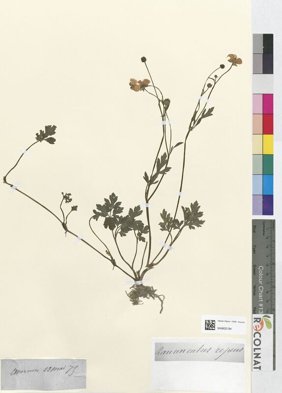 Ranunculus repens (Ranunculaceae)