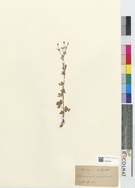 Ranunculus sceleratus (Ranunculaceae)