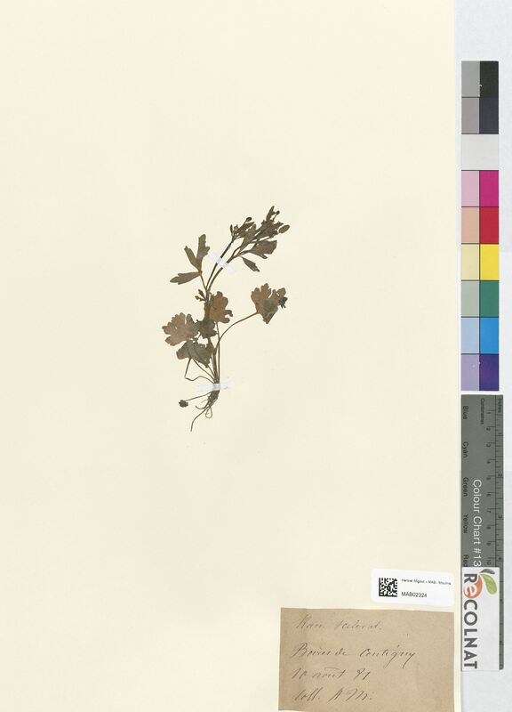 Ranunculus sceleratus (Ranunculaceae)