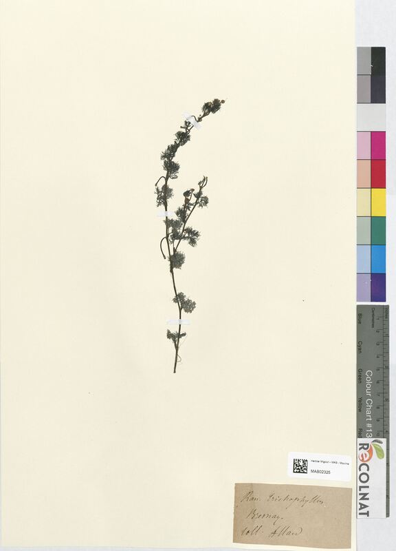 Ranunculus trichophyllos (Ranunculaceae)