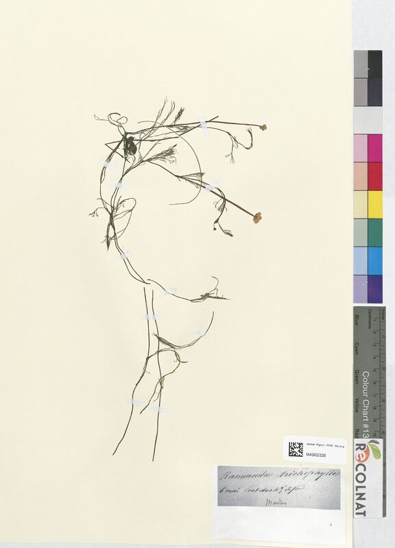 Ranunculus trichophyllos (Ranunculaceae)