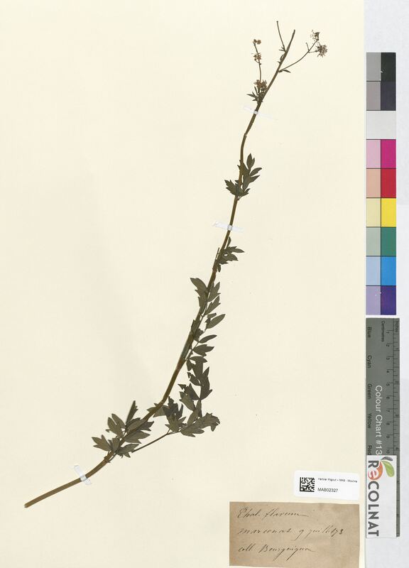 Thalictrum flavum (Ranunculaceae)