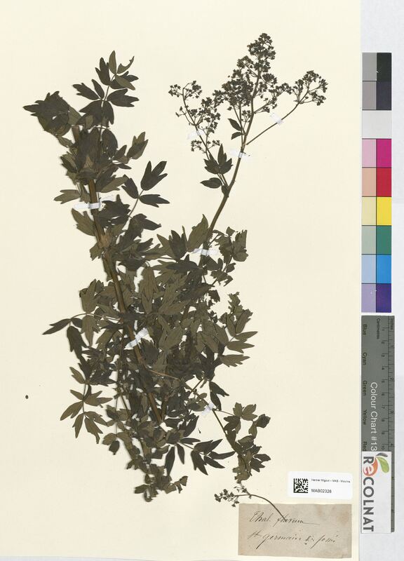 Thalictrum flavum (Ranunculaceae)