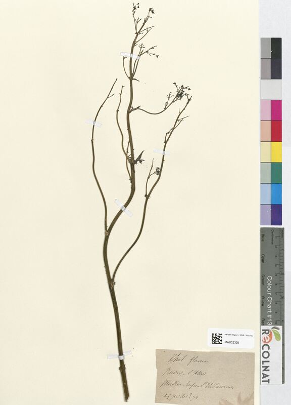 Thalictrum flavum (Ranunculaceae)