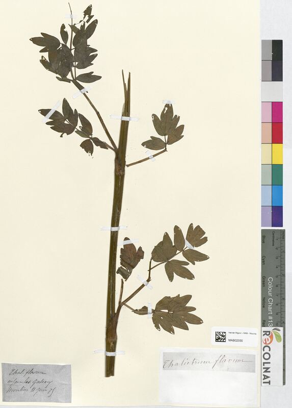 Thalictrum flavum (Ranunculaceae)