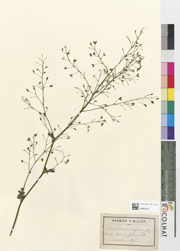 Thalictrum majus (Ranunculaceae)