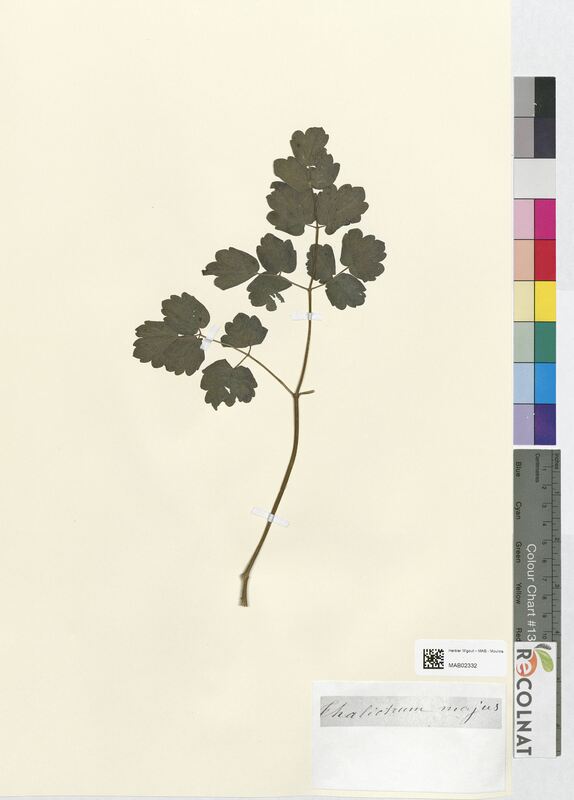 Thalictrum majus (Ranunculaceae)