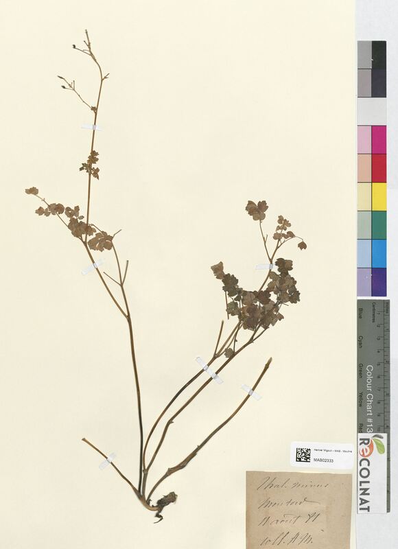 Thalictrum minus (Ranunculaceae)