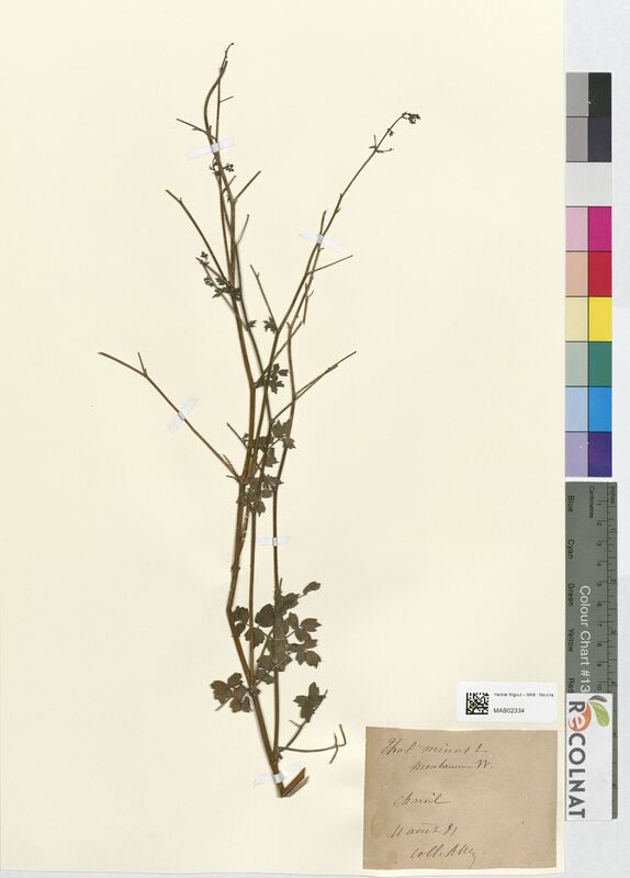 Thalictrum minus (Ranunculaceae)