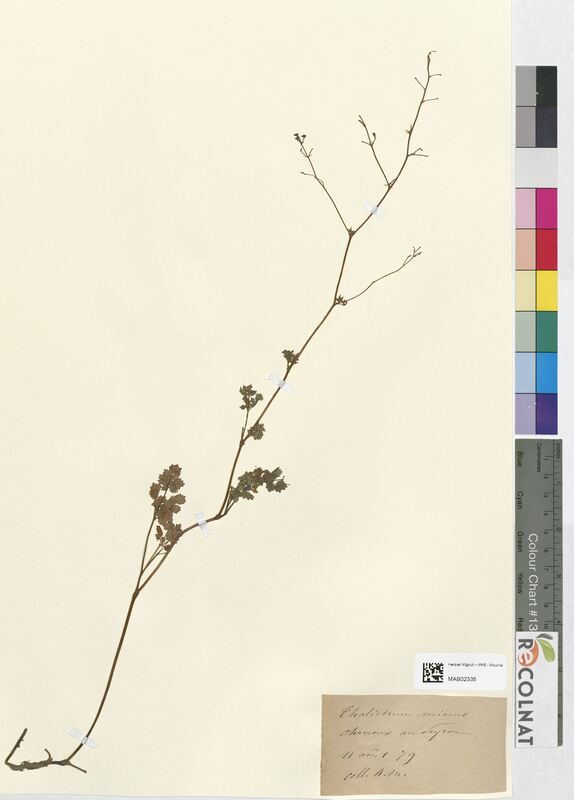 Thalictrum minus (Ranunculaceae)