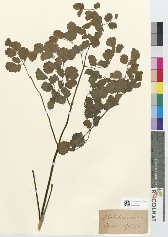 Thalictrum minus (Ranunculaceae)