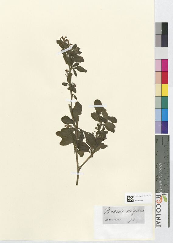 Berberis vulgaris (Berberidaceae)