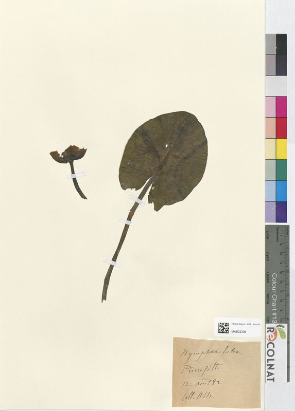 Nymphaea alba (Nymphaeaceae)