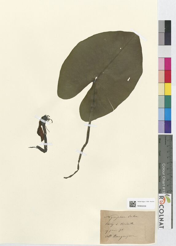 Nymphaea alba (Nymphaeaceae)