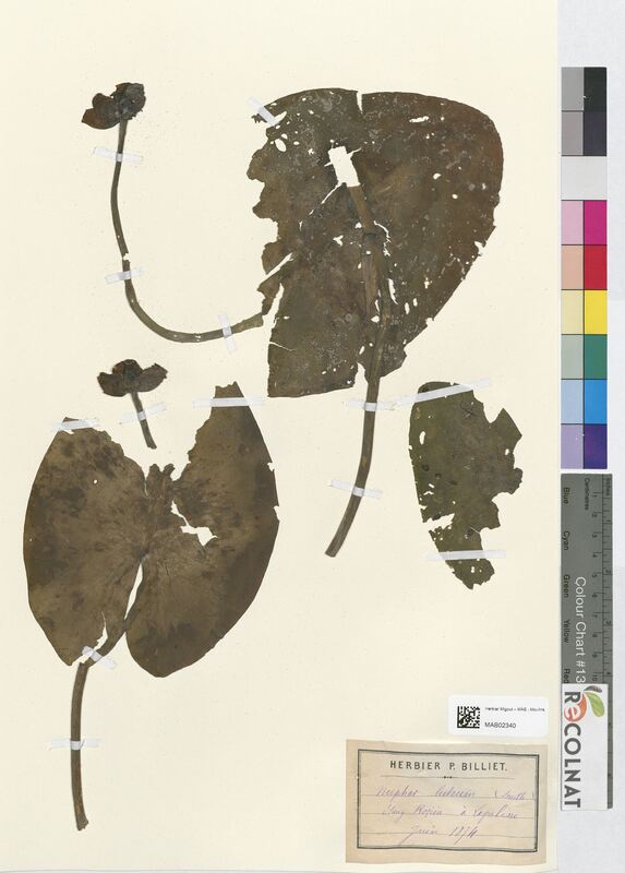 Nuphar lutea (Nymphaeaceae)