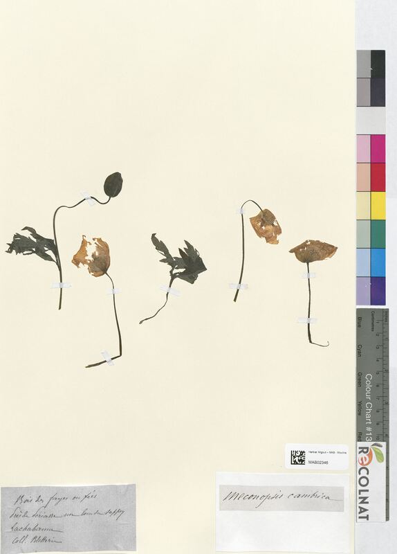 Meconopsis cambrica (Papaveraceae)