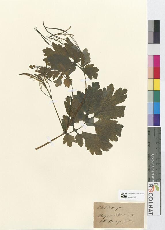 Chelidonium majus (Papaveraceae)