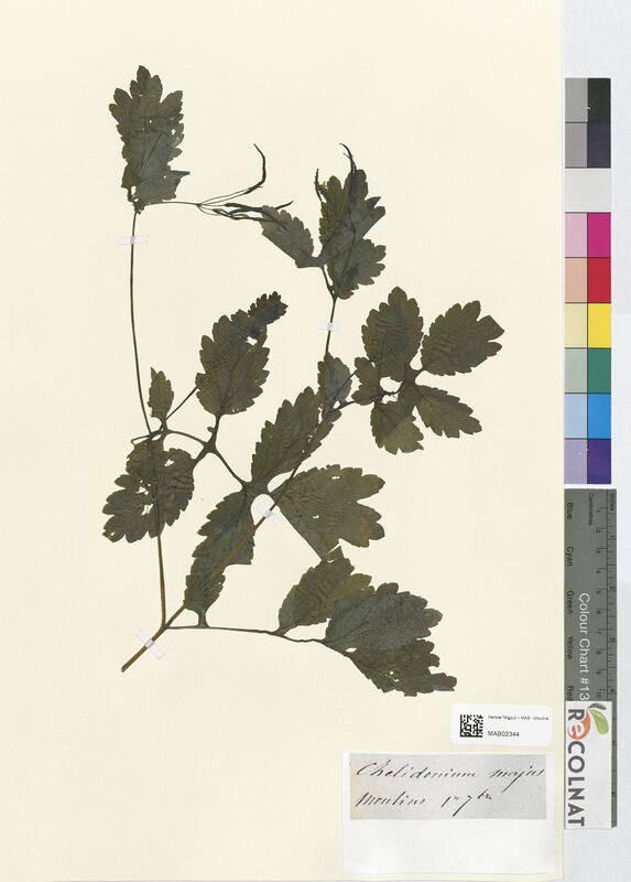 Chelidonium majus (Papaveraceae)