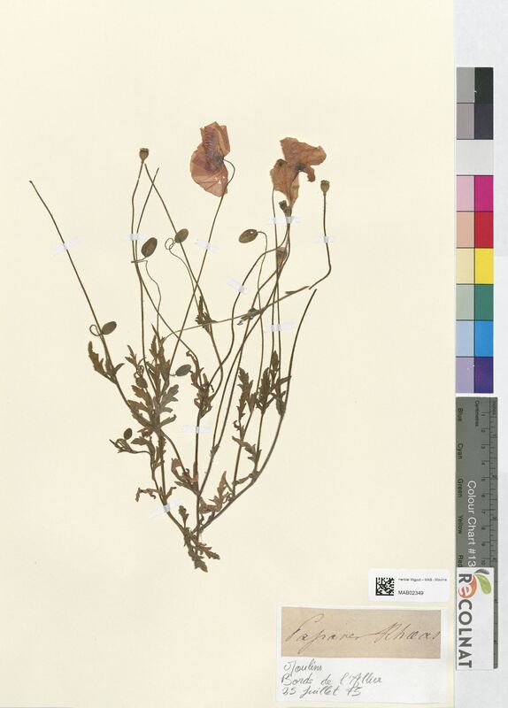 Papaver rhoeas (Papaveraceae)