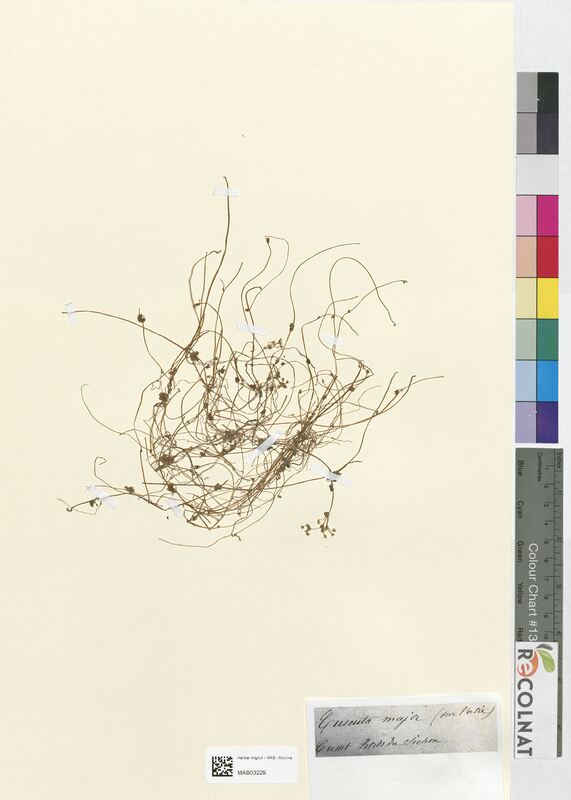 Cuscuta major (Convolvulacees)