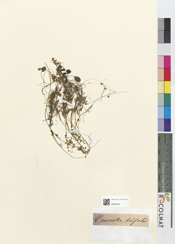 Cuscuta trifolii (Convolvulacees)