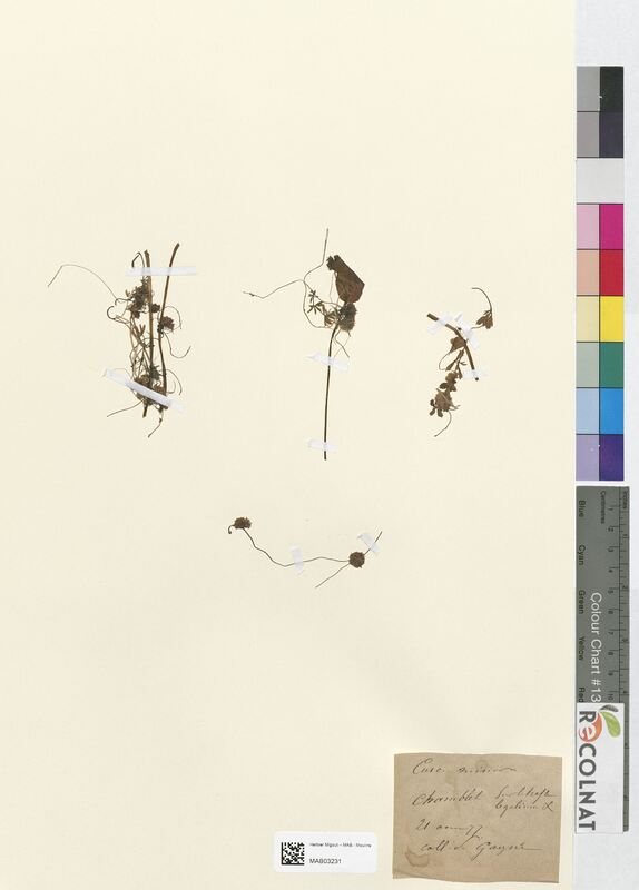 Cuscuta minor (Convolvulacees)