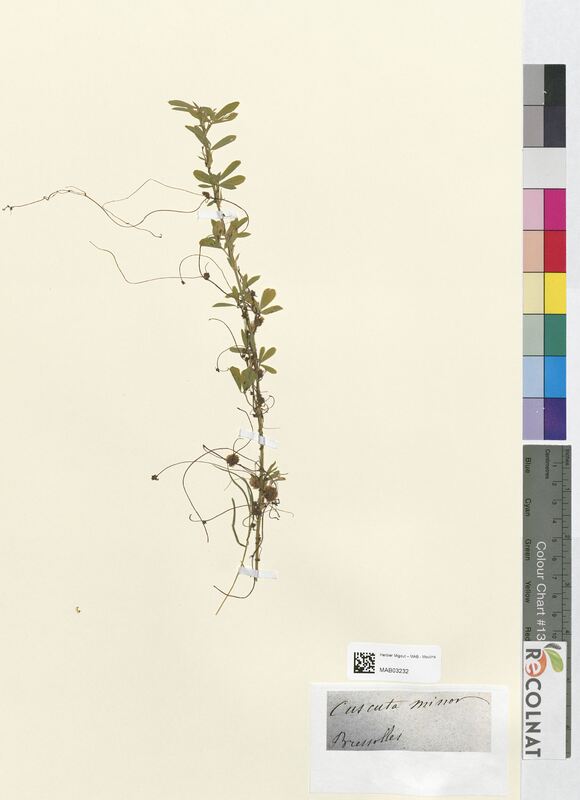 Cuscuta minor (Convolvulacees)