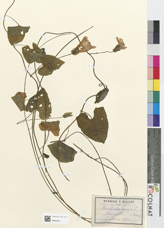 Convolvulus sepium (Convolvulacees)