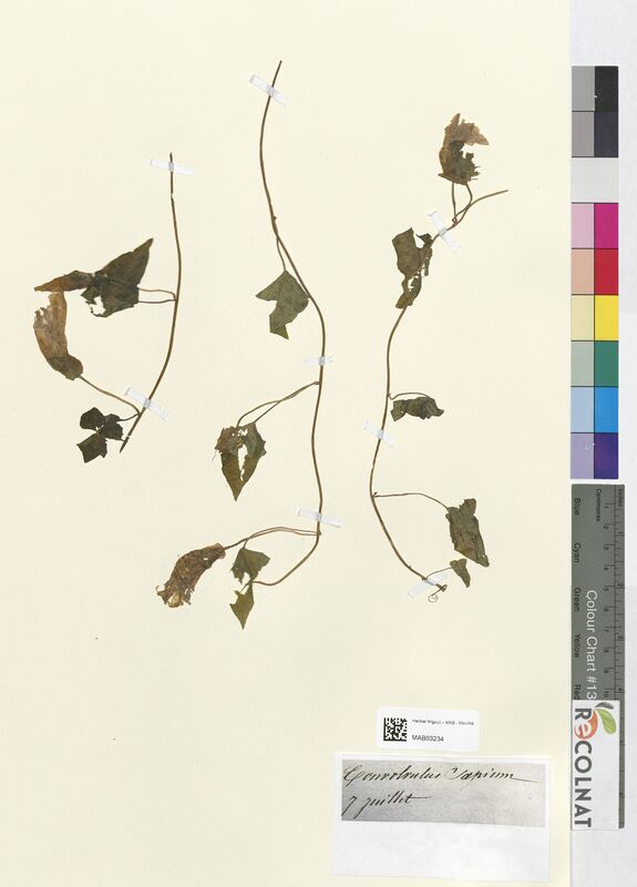 Convolvulus sepium (Convolvulacees)