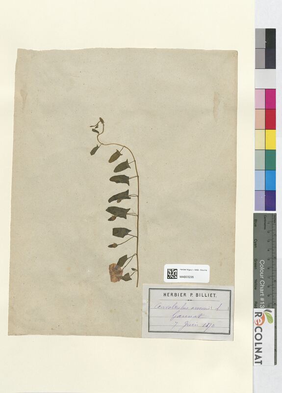 Convolvulus arvensis (Convolvulacees)