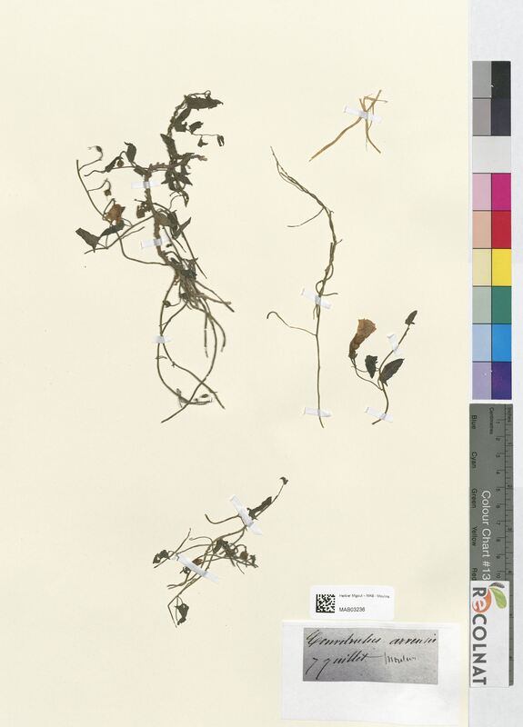 Convolvulus arvensis (Convolvulacees)