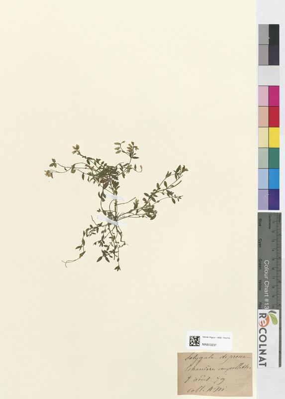 Polygala depressa (Polygalaceae)