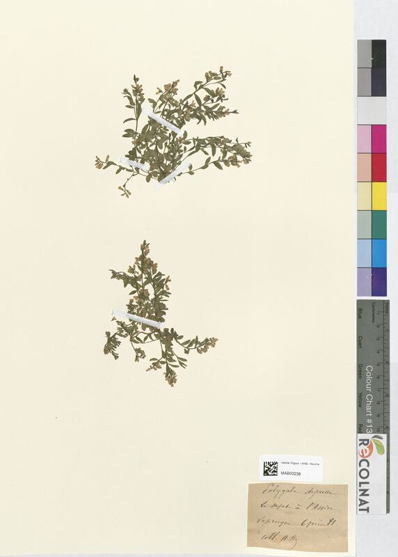 Polygala depressa (Polygalaceae)