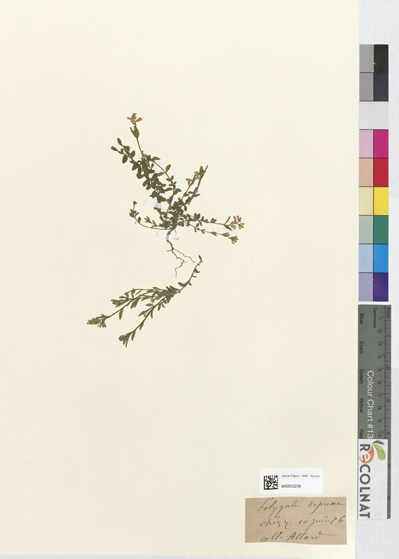 Polygala depressa (Polygalaceae)