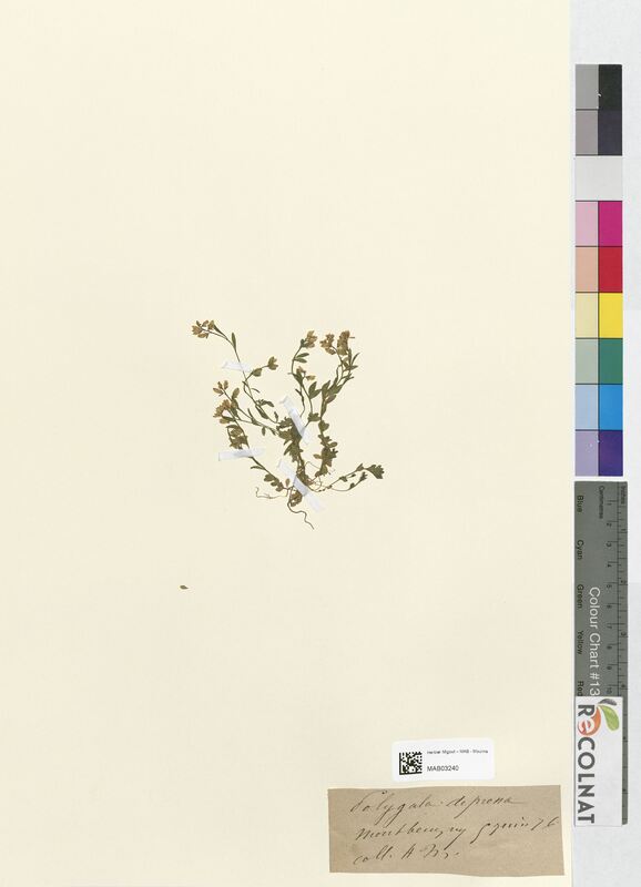 Polygala depressa (Polygalaceae)