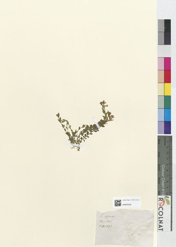 Polygala depressa (Polygalaceae)