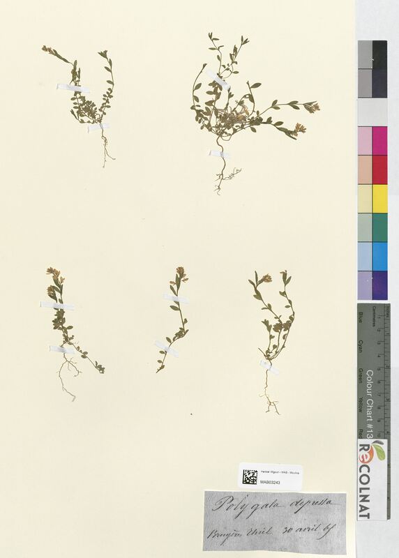 Polygala depressa (Polygalaceae)