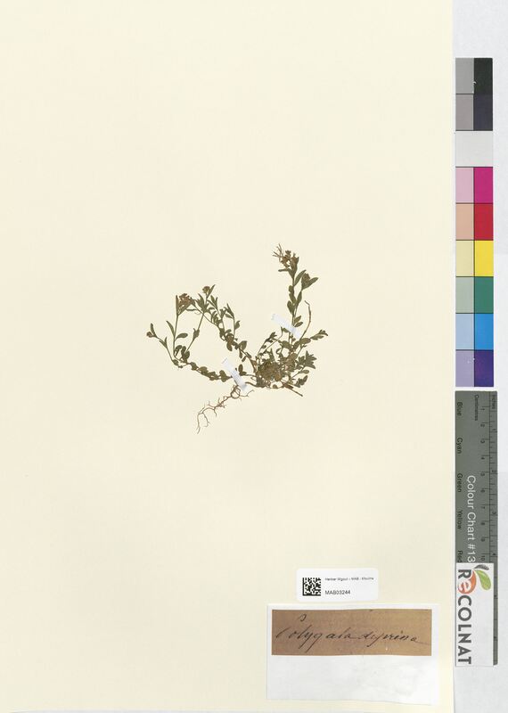 Polygala depressa (Polygalaceae)