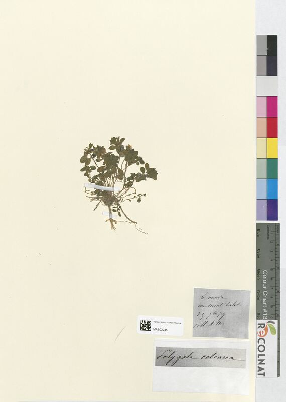 Polygala calcarea (Polygalaceae)