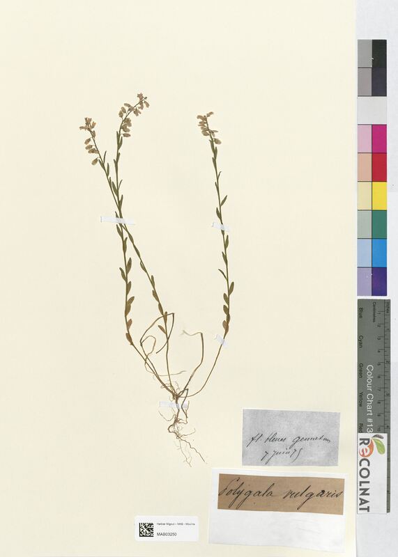 Polygala vulgaris (Polygalaceae)