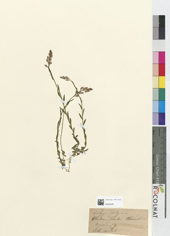 Polygala vulgaris (Polygalaceae)