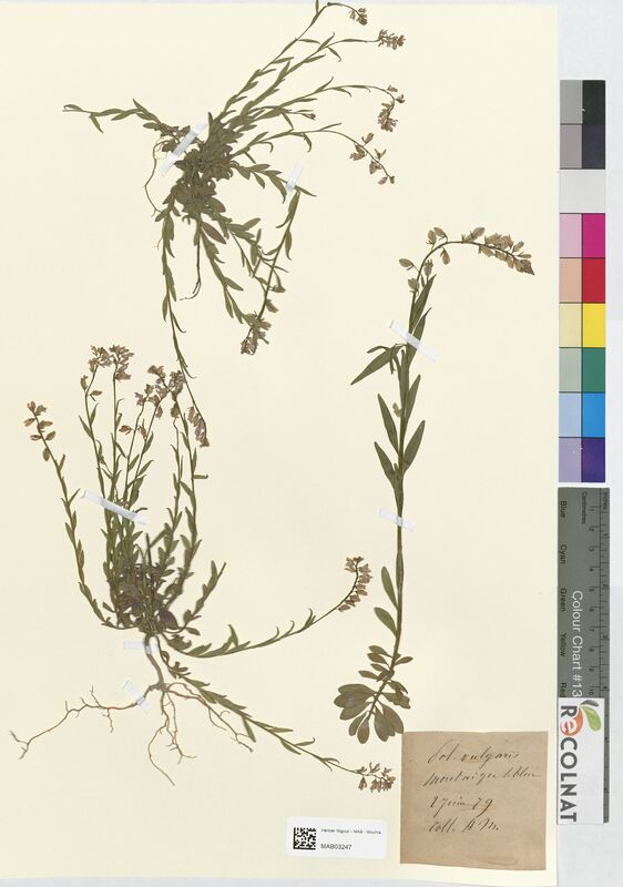 Polygala vulgaris (Polygalaceae)