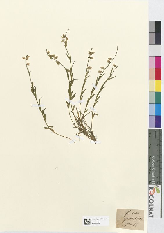 Polygala vulgaris (Polygalaceae)